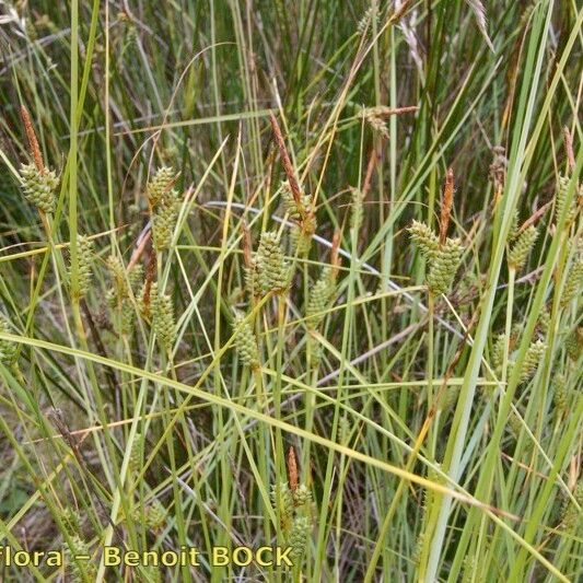 Carex extensa Habit