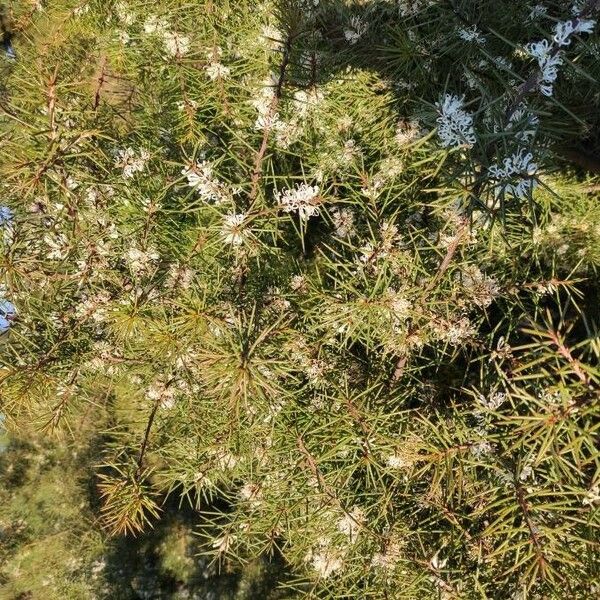 Hakea sericea फूल