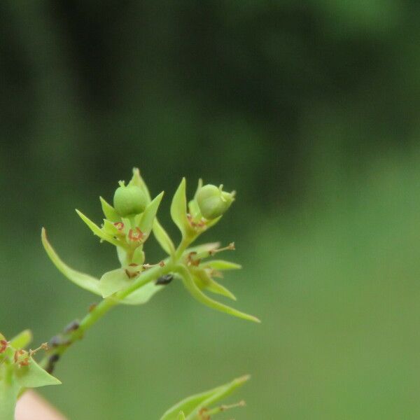 Euphorbia exigua Kwiat