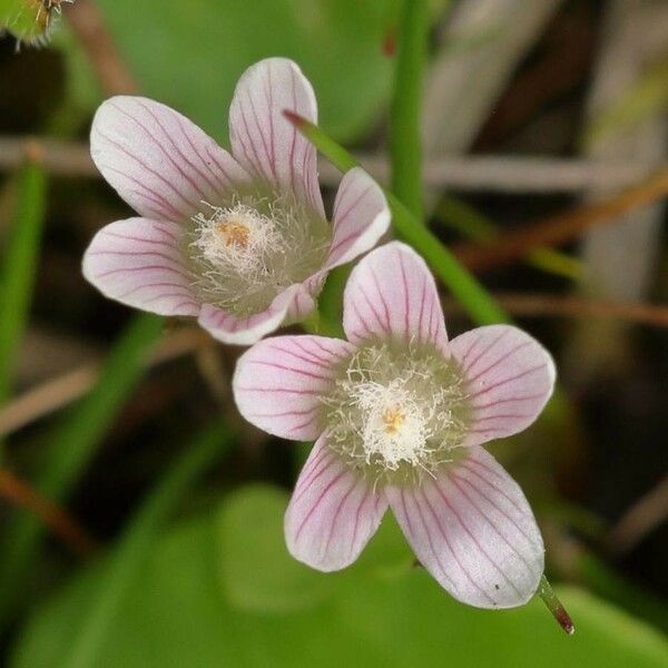 Lysimachia tenella Flower