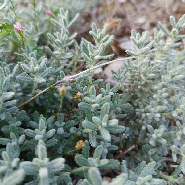 Teucrium polium Feuille