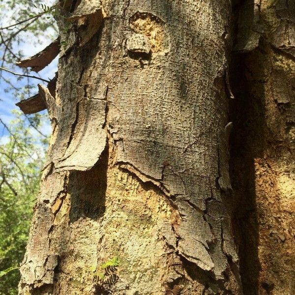 Albizia forbesii Bark