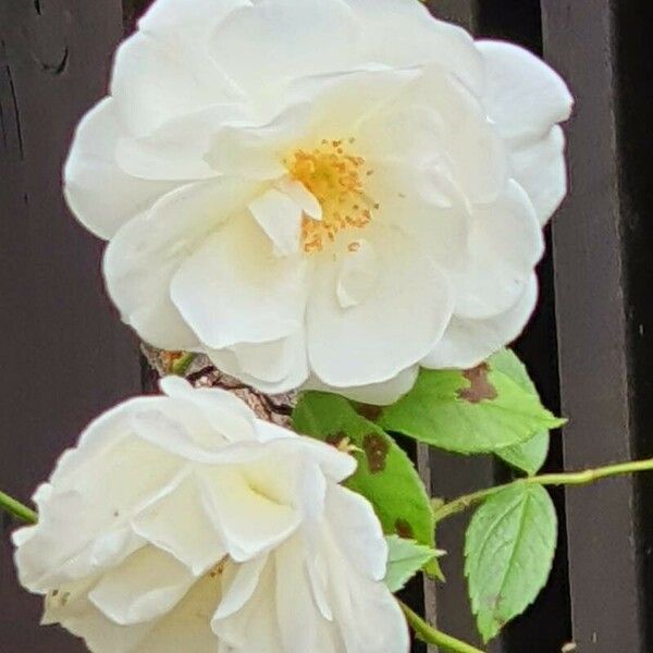 Rosa banksiae Cvet