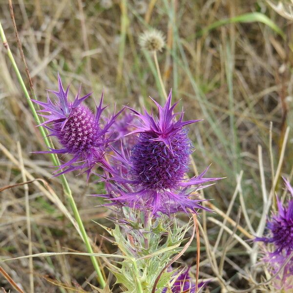 Eryngium leavenworthii Λουλούδι