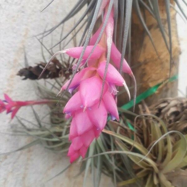 Tillandsia stricta Кветка