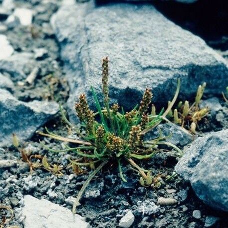 Plantago pusilla Plante entière