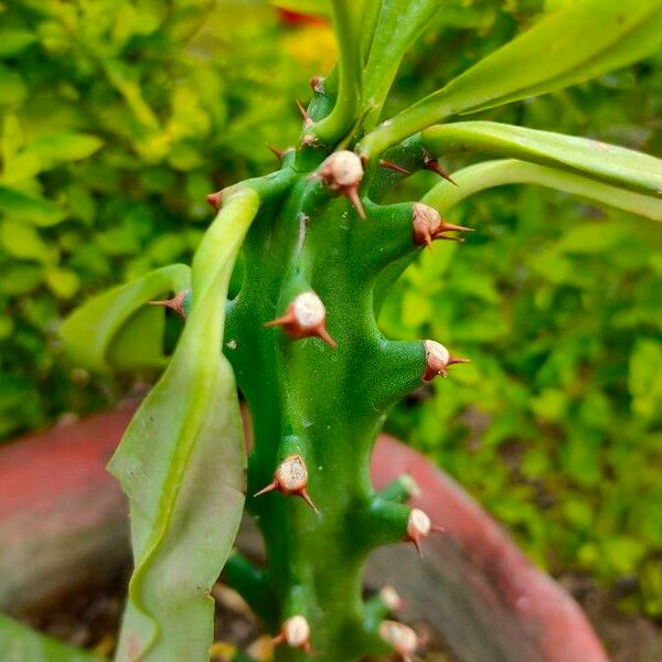 Euphorbia neriifolia Blatt