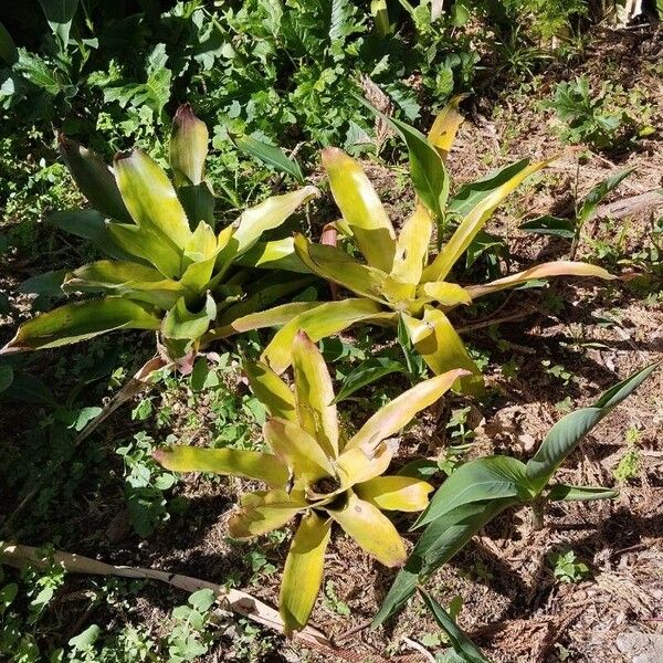 Aechmea caudata Leaf