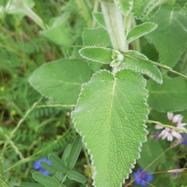 Stachys germanica Levél