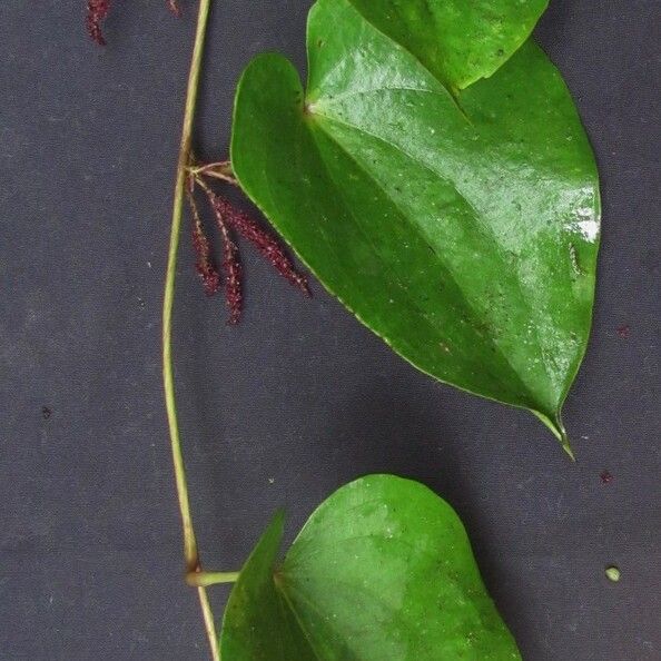 Dioscorea racemosa Other