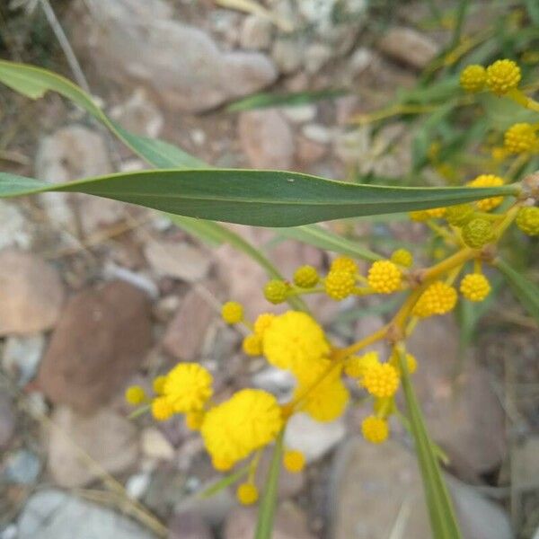 Acacia retinodes Λουλούδι