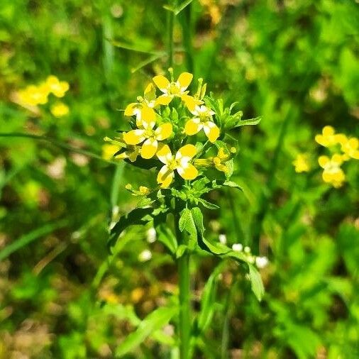 Erysimum repandum Kwiat