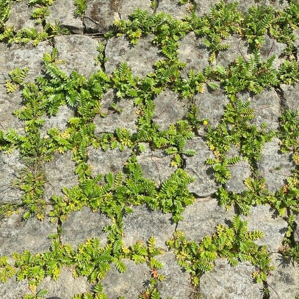 Lepidium didymum Feuille