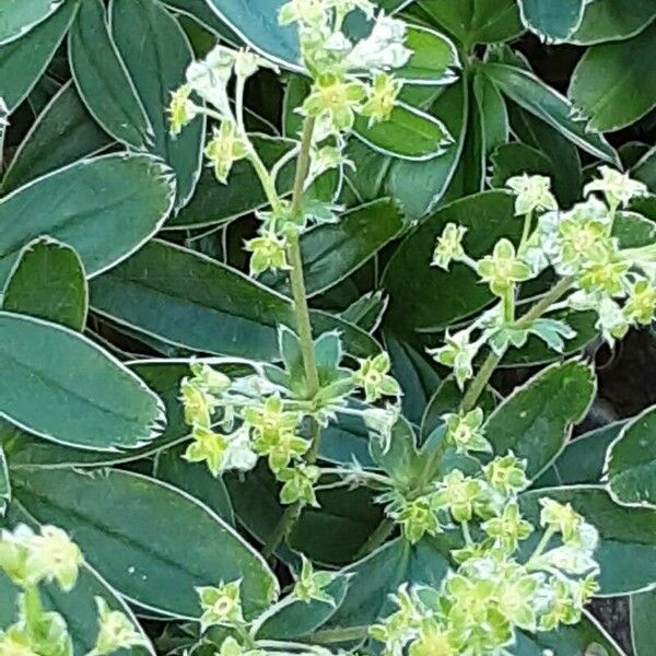 Alchemilla alpina Blüte