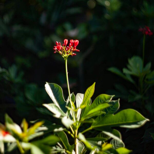 Jatropha integerrima Flower