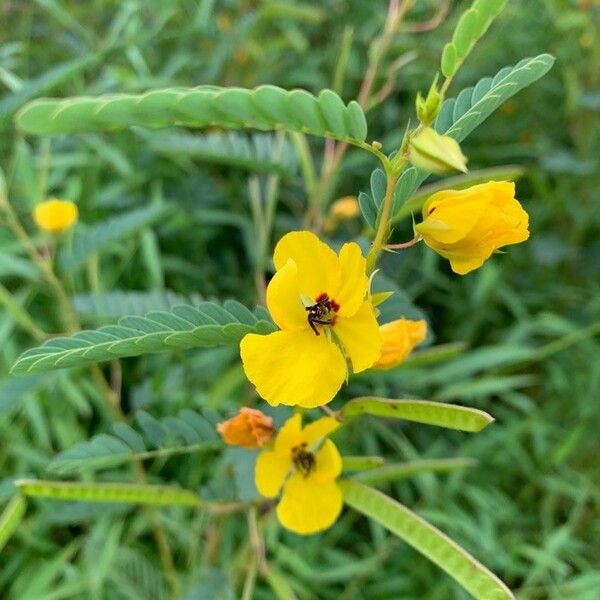 Chamaecrista fasciculata Žiedas