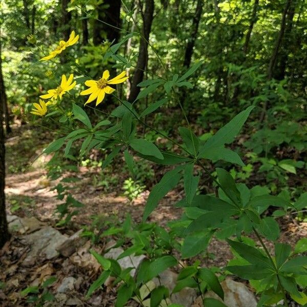 Coreopsis major Habit