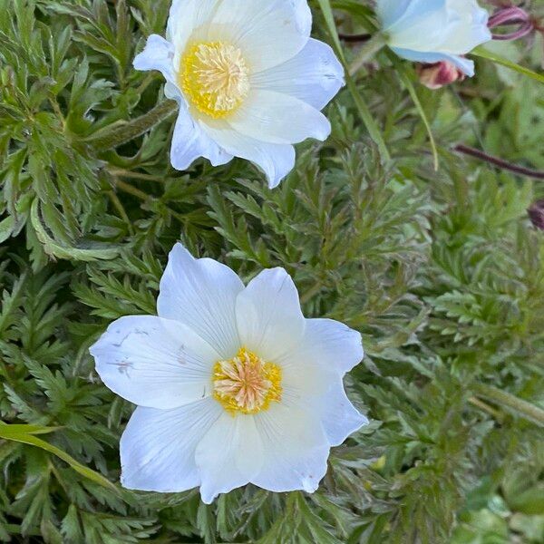 Pulsatilla alpina Flor