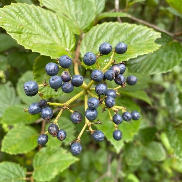 Viburnum recognitum Frutto