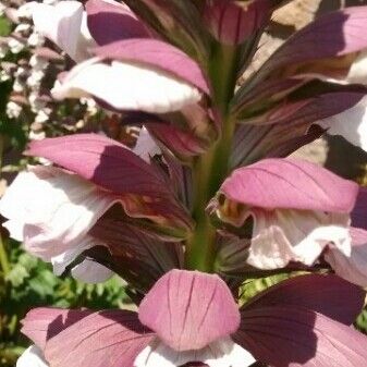 Acanthus mollis Květ