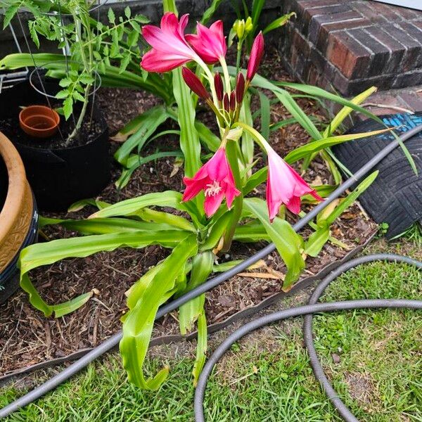 Crinum bulbispermum Pokrój