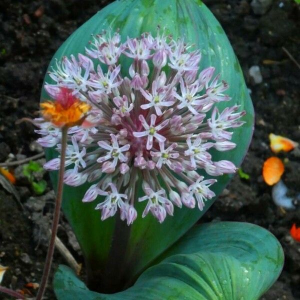 Allium karataviense 花