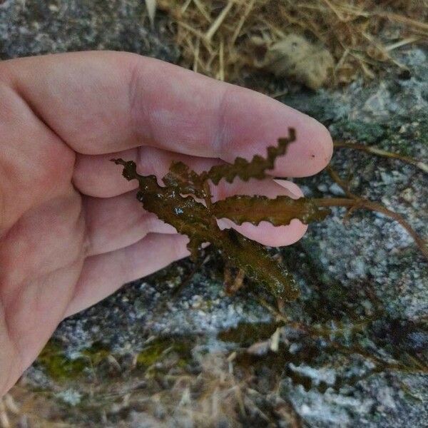 Potamogeton crispus Blatt