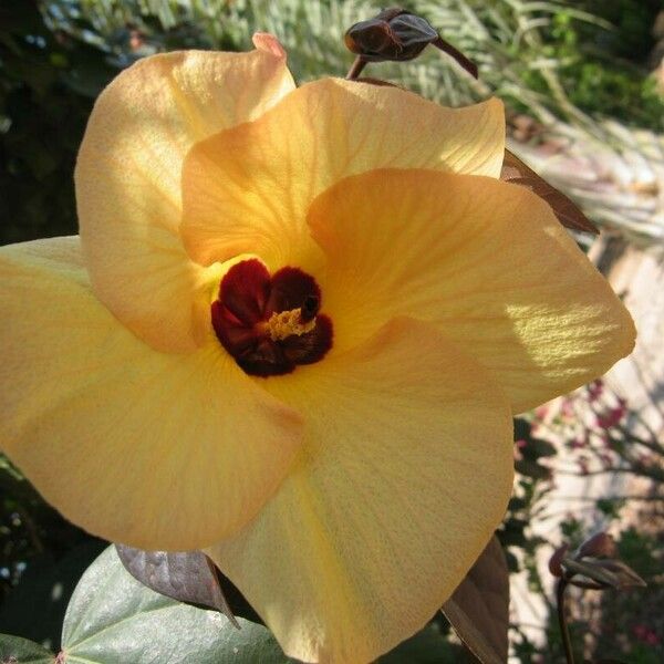 Hibiscus tiliaceus Flower