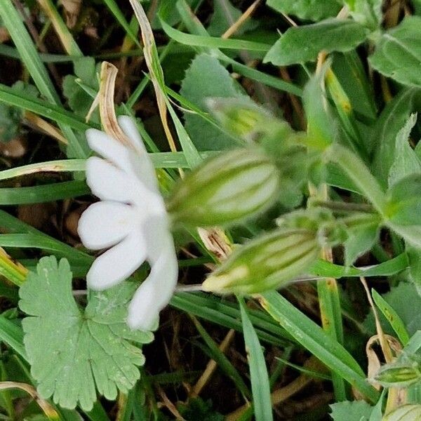 Silene latifolia 花