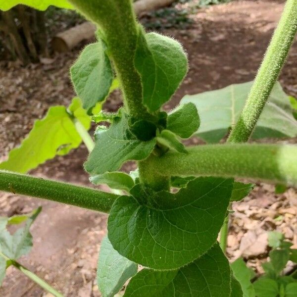 Solanum abutiloides Ліст