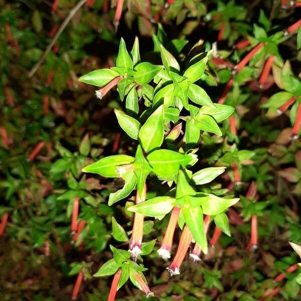 Ludwigia palustris Leaf
