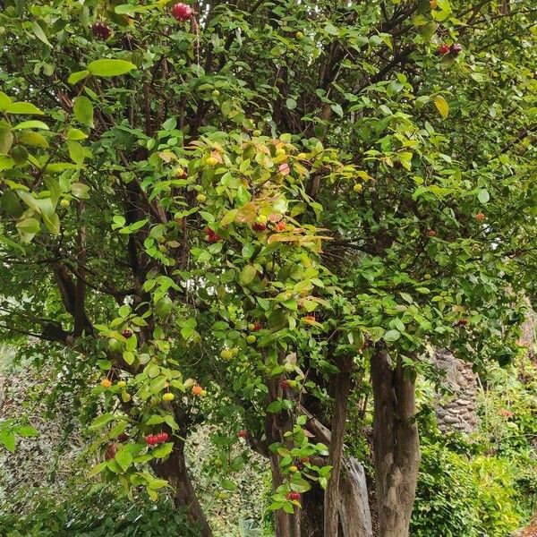 Eugenia uniflora Habit