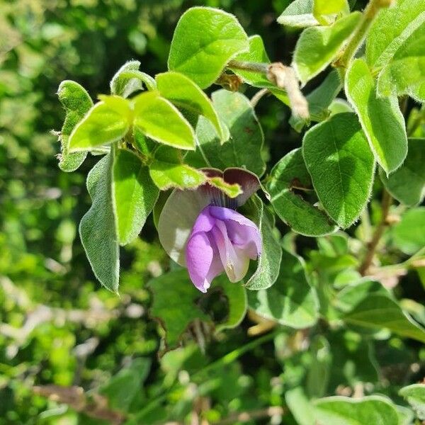 Vigna vexillata Flor