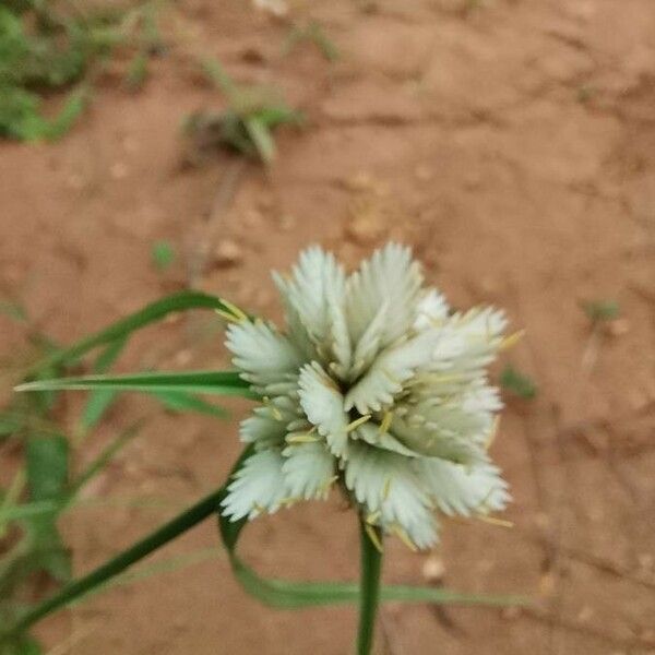 Cyperus niveus Flors