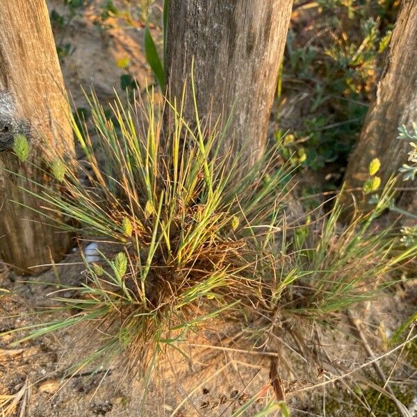 Corynephorus canescens Blatt