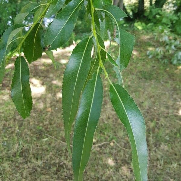 Salix × fragilis Folha