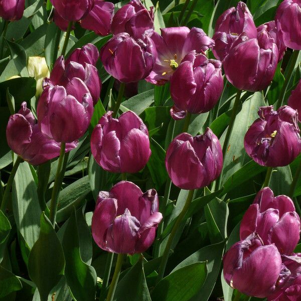 Tulipa agenensis অভ্যাস