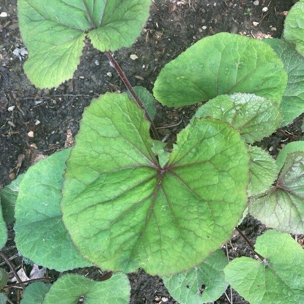 Ligularia dentata Leaf