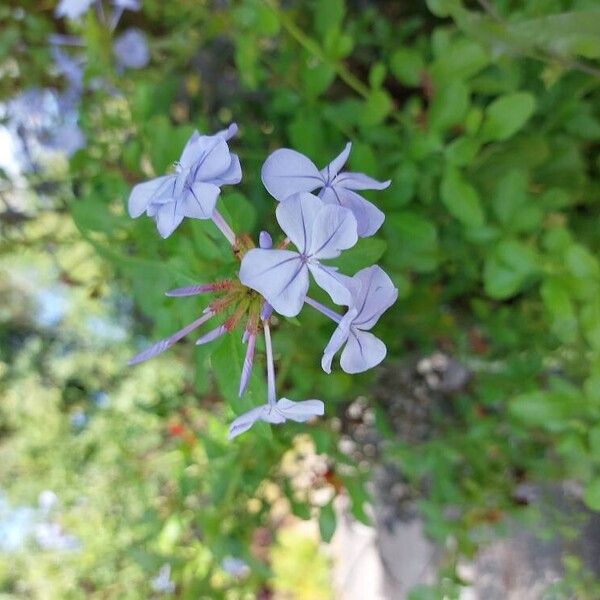 Plumbago europaea Virág