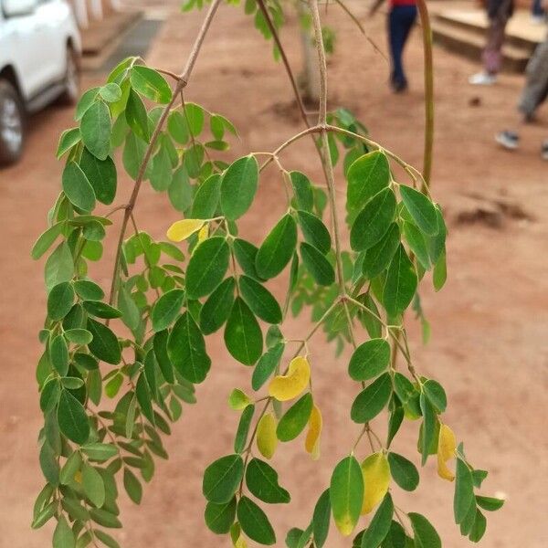 Moringa oleifera ᱥᱟᱠᱟᱢ