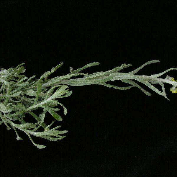 Pseudognaphalium affine 整株植物