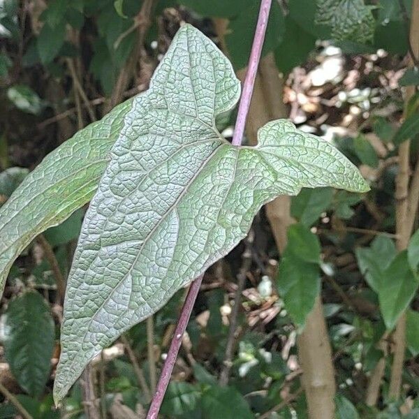 Luffa aegyptiaca Frunză