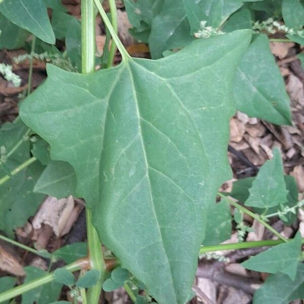 Atriplex prostrata Foglia