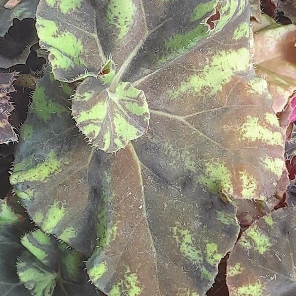 Begonia bowerae 葉