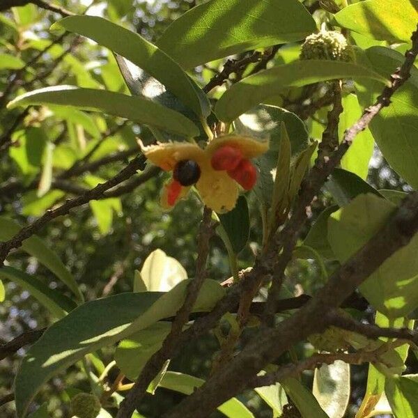 Kiggelaria africana Fruct