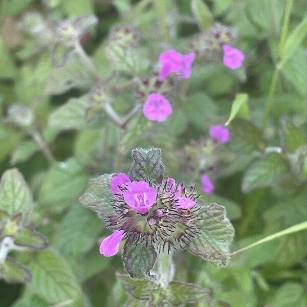 Clinopodium vulgare 花