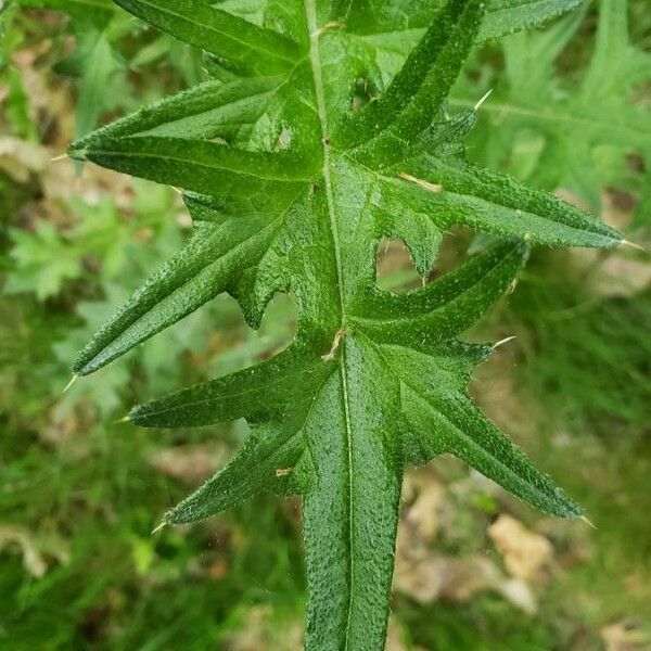 Cirsium vulgare Foglia