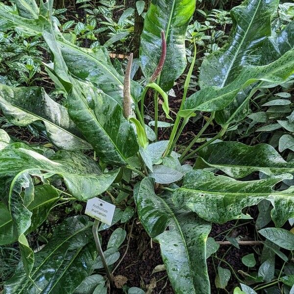 Anthurium martianum عادت