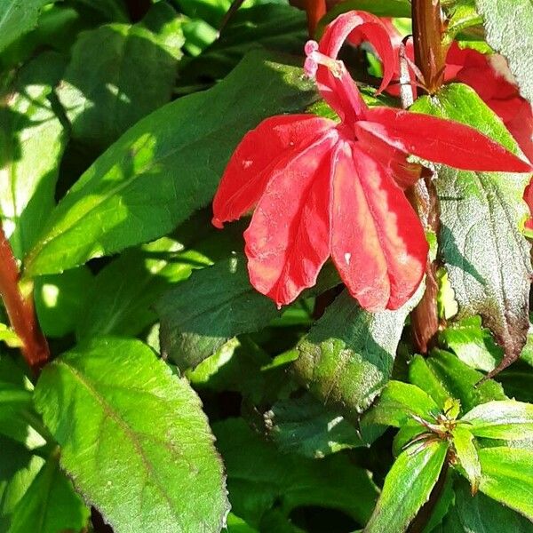 Lobelia cardinalis Floare