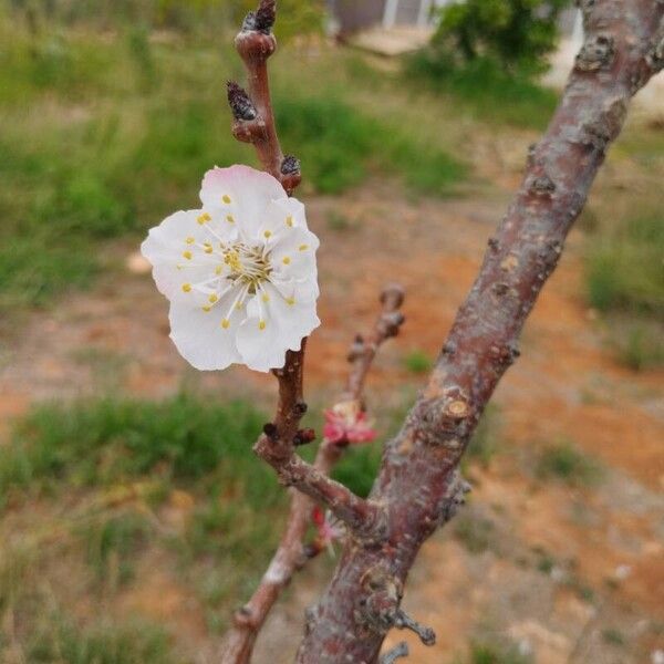 Prunus armeniaca Цветок